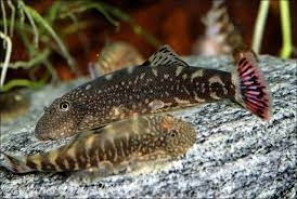 Pseudogastromyson ocellatus3